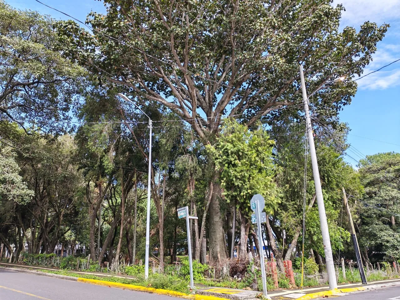 Árboles grandes y frondosos en una esquina de Santa Ana, con postes de luz y señales de tránsito al frente.